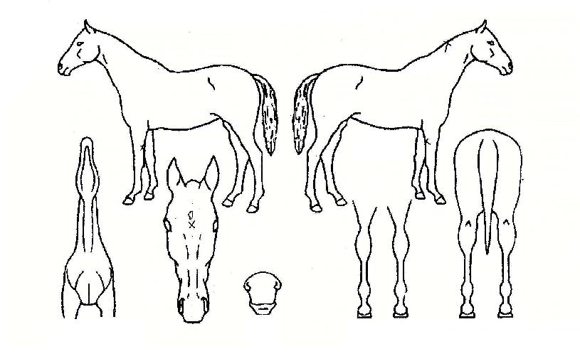 °íÀε¹ÀÇ Ãø¸é,¿ì¸é,µÞ¸é,µÎ»ó,´Ù¸®ÀÇ Æ¯Â¡µµÇØ