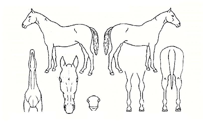 ÃÖ´ë¸í¼öÀÚ¸¶ÀÇ Ãø¸é,¿ì¸é,µÞ¸é,µÎ»ó,´Ù¸®ÀÇ Æ¯Â¡µµÇØ