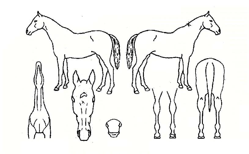 ����ũ����� ����,���,�޸�,�λ�,�ٸ��� Ư¡����