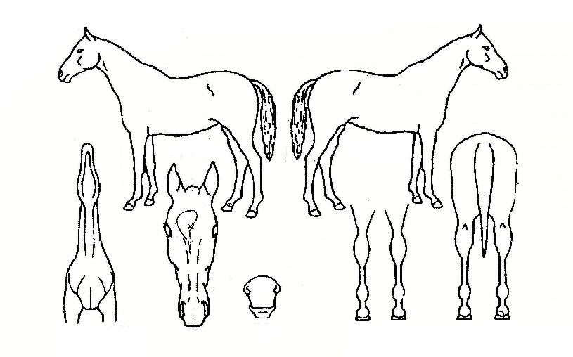 �ǹ������� ����,���,�޸�,�λ�,�ٸ��� Ư¡����