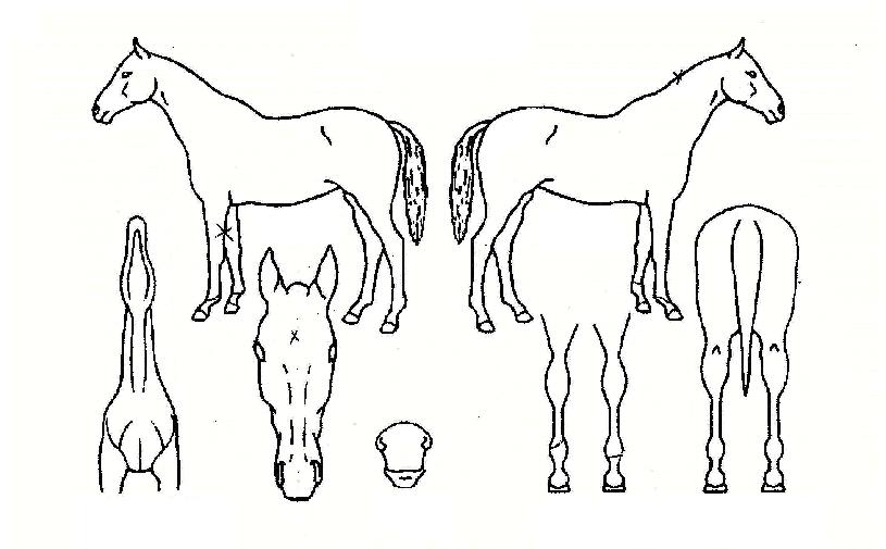 ¿µÅ¾ÀÇ Ãø¸é,¿ì¸é,µÞ¸é,µÎ»ó,´Ù¸®ÀÇ Æ¯Â¡µµÇØ