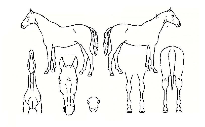 ¾ÆÀÌ·¯´ÏÀÇ Ãø¸é,¿ì¸é,µÞ¸é,µÎ»ó,´Ù¸®ÀÇ Æ¯Â¡µµÇØ