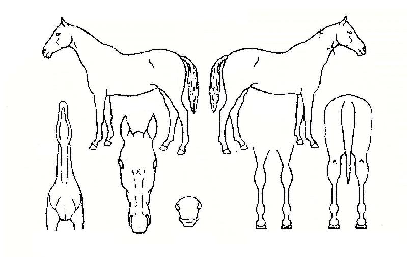 Äè¼Ó¿©°ÉÀÇ Ãø¸é,¿ì¸é,µÞ¸é,µÎ»ó,´Ù¸®ÀÇ Æ¯Â¡µµÇØ