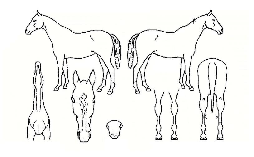 ¹Ù¶÷º°ÀÇ Ãø¸é,¿ì¸é,µÞ¸é,µÎ»ó,´Ù¸®ÀÇ Æ¯Â¡µµÇØ