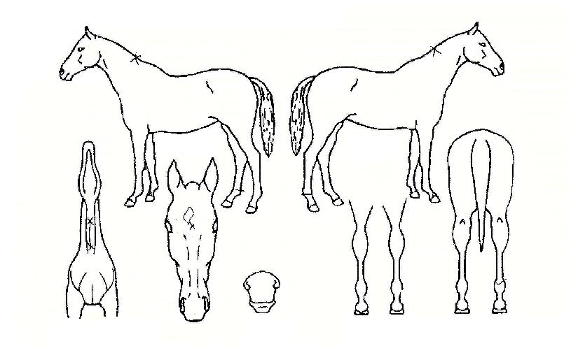 ��ŵ������ ����,���,�޸�,�λ�,�ٸ��� Ư¡����