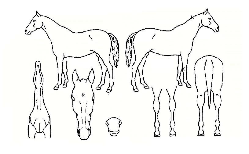 ¸®µå½ÌÅ©ÀÚ¸¶ÀÇ Ãø¸é,¿ì¸é,µÞ¸é,µÎ»ó,´Ù¸®ÀÇ Æ¯Â¡µµÇØ