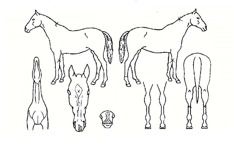 ´ë»ê¿µ¿õÀÇ Ãø¸é,¿ì¸é,µÞ¸é,µÎ»ó,´Ù¸®ÀÇ Æ¯Â¡µµÇØ