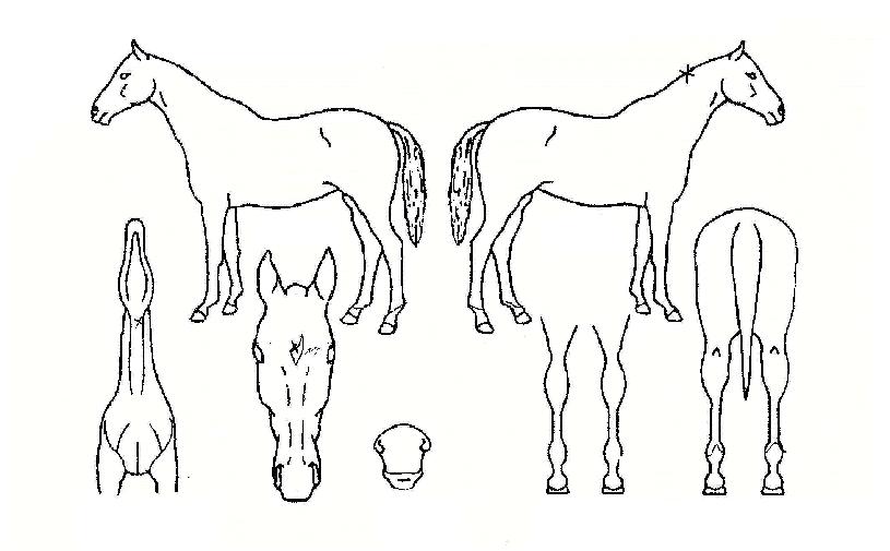 ÇöóÀ̹߶óµµÀÇ Ãø¸é,¿ì¸é,µÞ¸é,µÎ»ó,´Ù¸®ÀÇ Æ¯Â¡µµÇØ