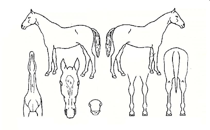 �����ƽ��� ����,���,�޸�,�λ�,�ٸ��� Ư¡����