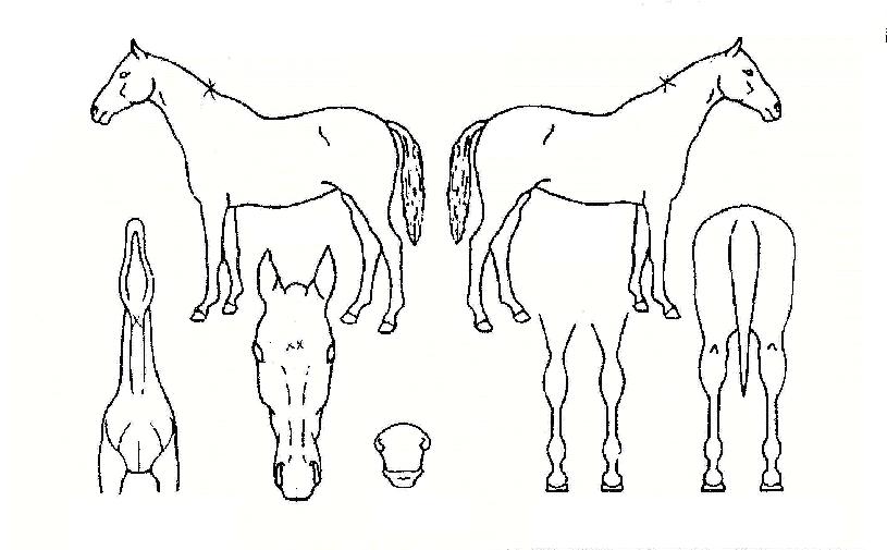 ½´°Å·£µåÀÇ Ãø¸é,¿ì¸é,µÞ¸é,µÎ»ó,´Ù¸®ÀÇ Æ¯Â¡µµÇØ