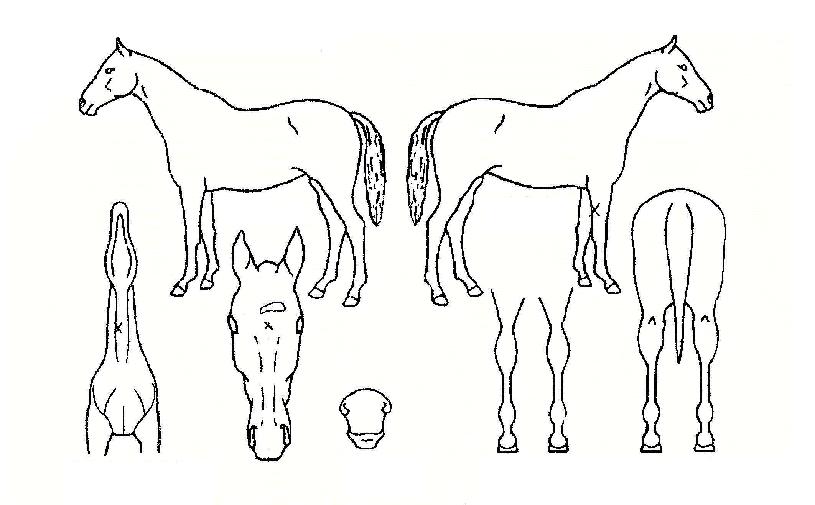 ����Ʈ���̵��� ����,���,�޸�,�λ�,�ٸ��� Ư¡����