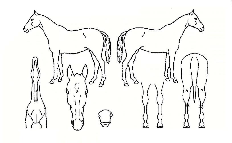 �����׸��� ����,���,�޸�,�λ�,�ٸ��� Ư¡����