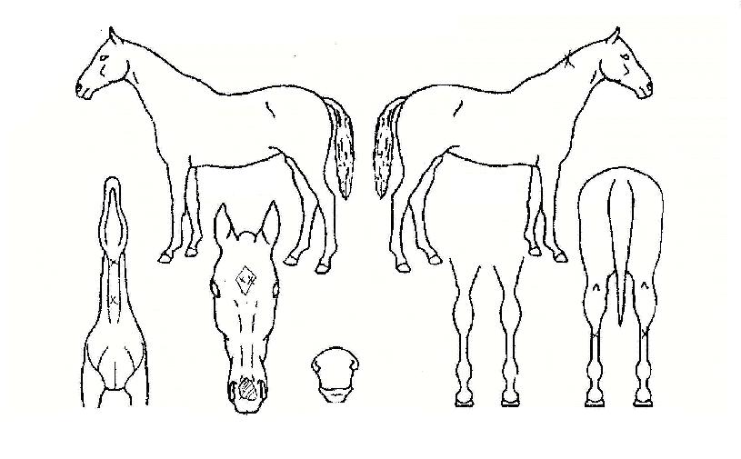 ÇöóÀ̹éÀÇ Ãø¸é,¿ì¸é,µÞ¸é,µÎ»ó,´Ù¸®ÀÇ Æ¯Â¡µµÇØ