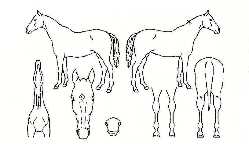 ��������� ����,���,�޸�,�λ�,�ٸ��� Ư¡����