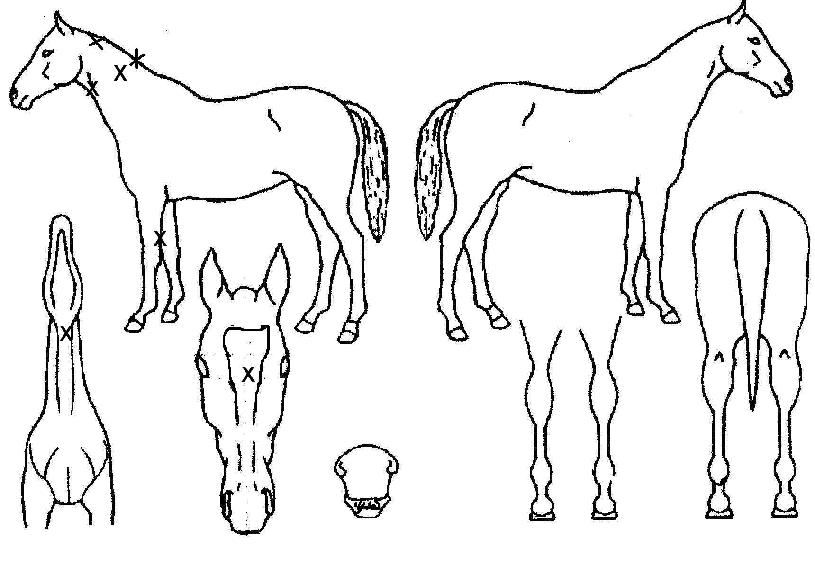 ±×·¹ÀÌÅ躸ÀÌÀÇ Ãø¸é,¿ì¸é,µÞ¸é,µÎ»ó,´Ù¸®ÀÇ Æ¯Â¡µµÇØ