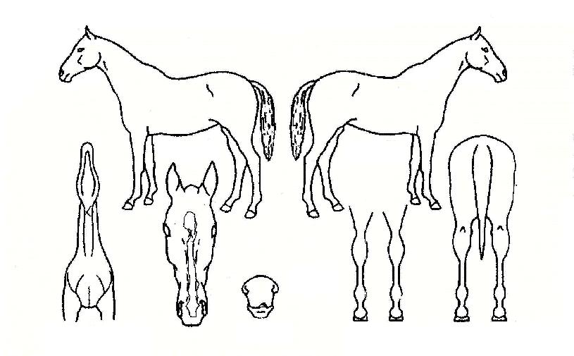 ¿þÀÌÆ®Æ÷¹ÌÀÇ Ãø¸é,¿ì¸é,µÞ¸é,µÎ»ó,´Ù¸®ÀÇ Æ¯Â¡µµÇØ