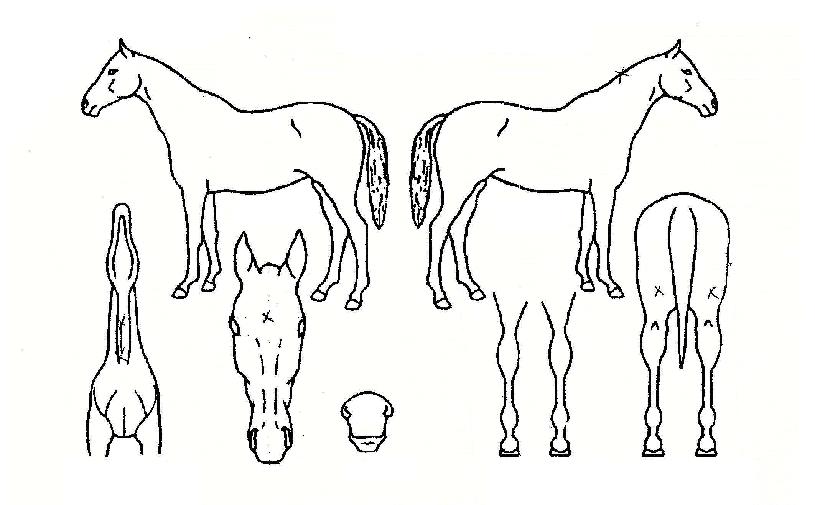 Á¤±Û·¯ºêÀÇ Ãø¸é,¿ì¸é,µÞ¸é,µÎ»ó,´Ù¸®ÀÇ Æ¯Â¡µµÇØ