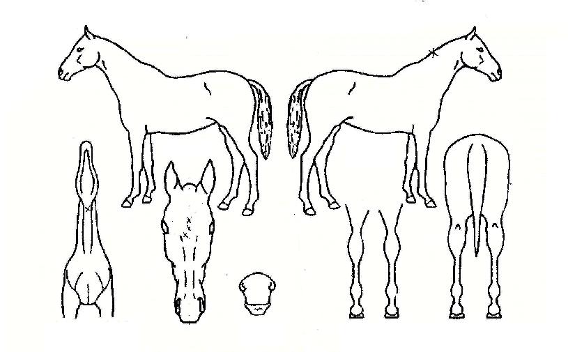 �޺��̼��� ����,���,�޸�,�λ�,�ٸ��� Ư¡����