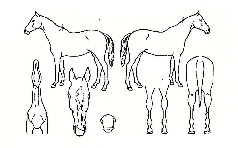 ÂüÇØ¹ÐÀÇ Ãø¸é,¿ì¸é,µÞ¸é,µÎ»ó,´Ù¸®ÀÇ Æ¯Â¡µµÇØ