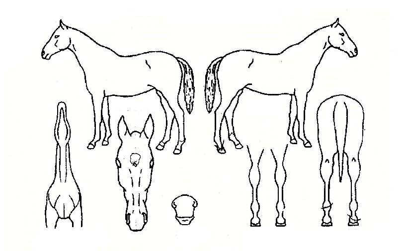 �Ƴʽ����� ����,���,�޸�,�λ�,�ٸ��� Ư¡����