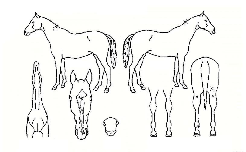 ³ªÀÌÆ®¹«ºê½ºÀÇ Ãø¸é,¿ì¸é,µÞ¸é,µÎ»ó,´Ù¸®ÀÇ Æ¯Â¡µµÇØ