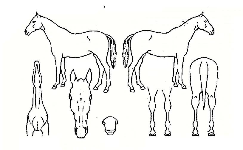 īƮ������ ����,���,�޸�,�λ�,�ٸ��� Ư¡����