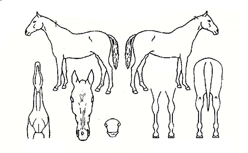 ¹Ì½ºÁ¦À̵åÀÇ Ãø¸é,¿ì¸é,µÞ¸é,µÎ»ó,´Ù¸®ÀÇ Æ¯Â¡µµÇØ