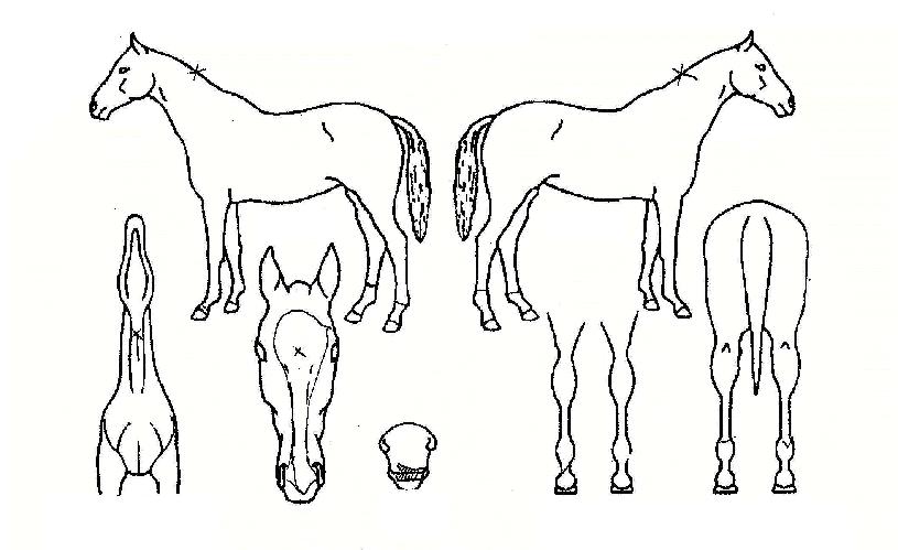 ���ο����ڸ��� ����,���,�޸�,�λ�,�ٸ��� Ư¡����