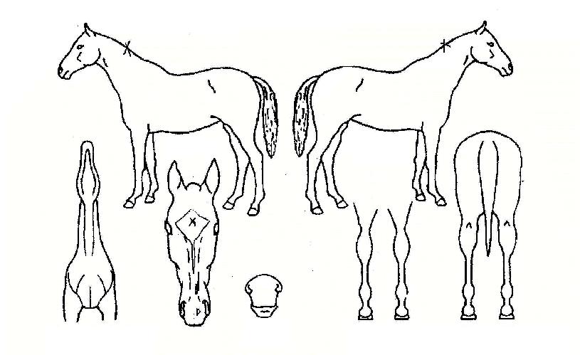 ¿ë»êÀû·æÀÇ Ãø¸é,¿ì¸é,µÞ¸é,µÎ»ó,´Ù¸®ÀÇ Æ¯Â¡µµÇØ