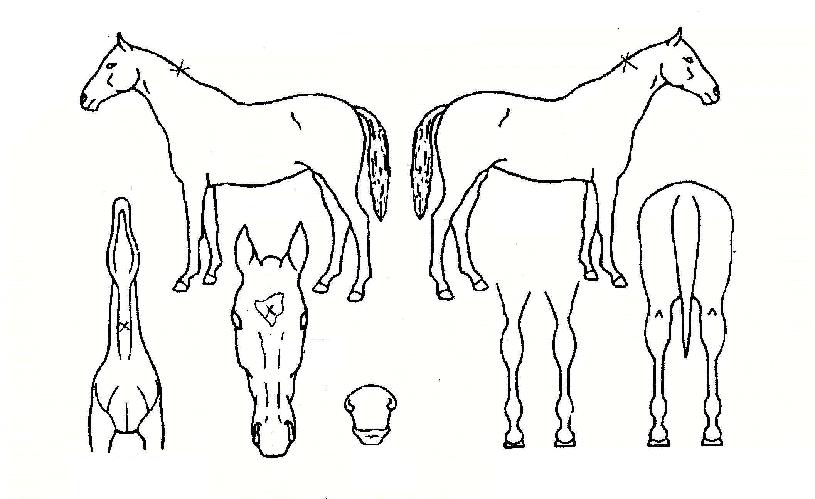 �ָ��������� ����,���,�޸�,�λ�,�ٸ��� Ư¡����