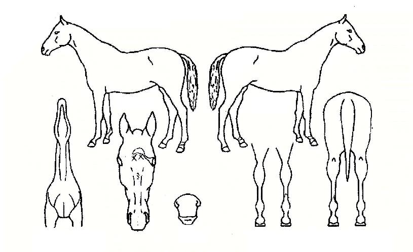 ¿À½ºÄýÀÚ¸¶ÀÇ Ãø¸é,¿ì¸é,µÞ¸é,µÎ»ó,´Ù¸®ÀÇ Æ¯Â¡µµÇØ