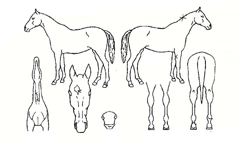 Àú½ºÆ®·±ÀÇ Ãø¸é,¿ì¸é,µÞ¸é,µÎ»ó,´Ù¸®ÀÇ Æ¯Â¡µµÇØ