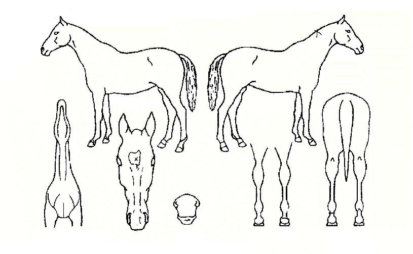 �������� ����,���,�޸�,�λ�,�ٸ��� Ư¡����