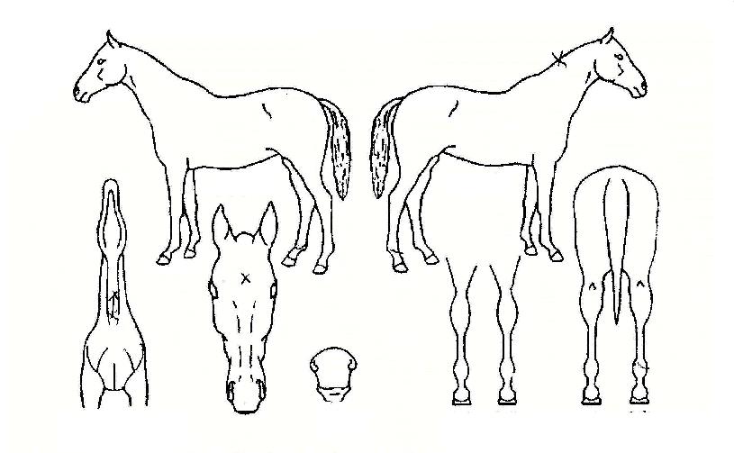 �ڸ��Ȱ����� ����,���,�޸�,�λ�,�ٸ��� Ư¡����