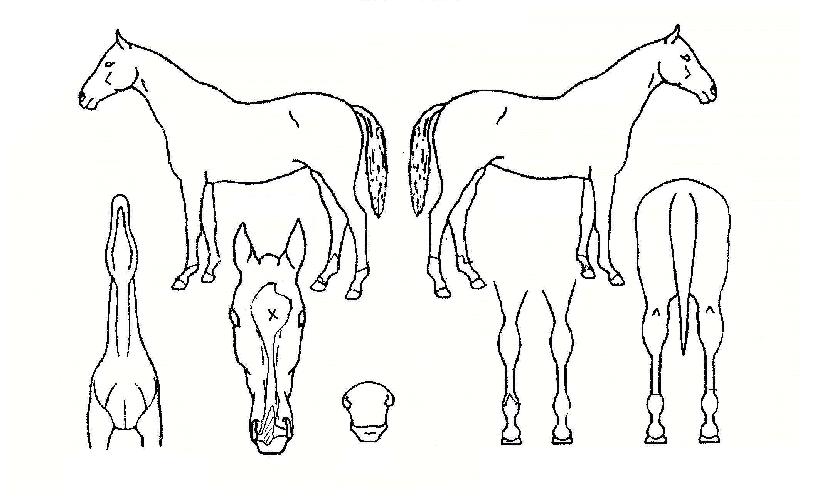 ����ѱ���� ����,���,�޸�,�λ�,�ٸ��� Ư¡����