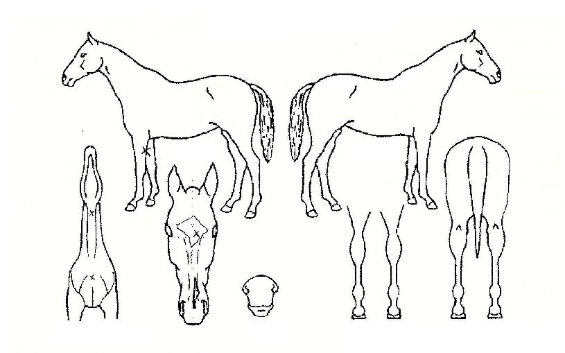 È£½ÃŽŽÀÇ Ãø¸é,¿ì¸é,µÞ¸é,µÎ»ó,´Ù¸®ÀÇ Æ¯Â¡µµÇØ