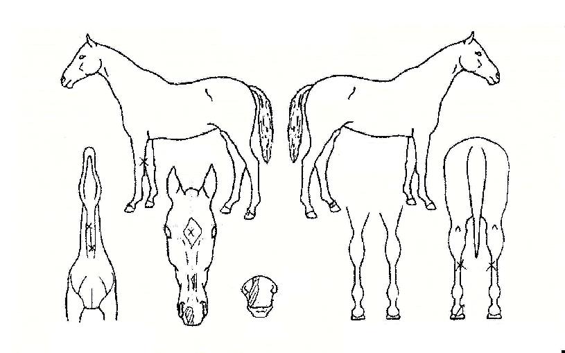 ��Ÿ�����ڸ��� ����,���,�޸�,�λ�,�ٸ��� Ư¡����