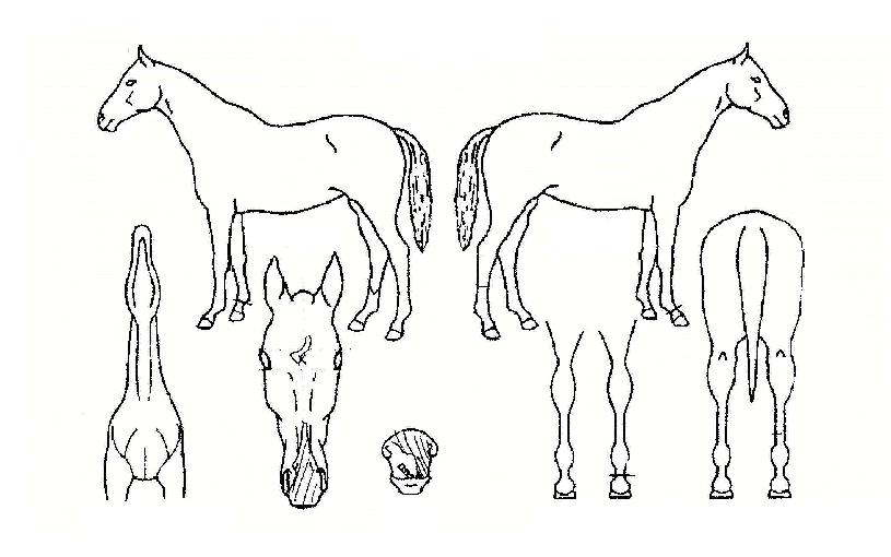 Áñ°Å¿î´ÜºñÀÇ Ãø¸é,¿ì¸é,µÞ¸é,µÎ»ó,´Ù¸®ÀÇ Æ¯Â¡µµÇØ