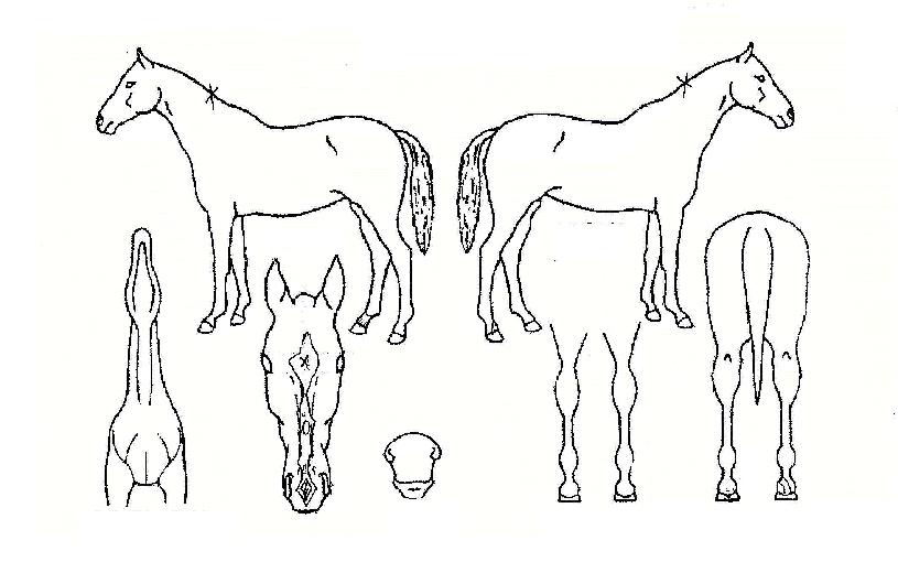 ����ȣ���� ����,���,�޸�,�λ�,�ٸ��� Ư¡����