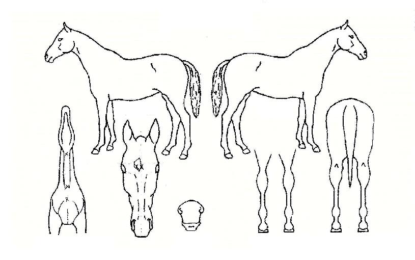 ½ºÀ§Æ®¸á·ÎµðÀÇ Ãø¸é,¿ì¸é,µÞ¸é,µÎ»ó,´Ù¸®ÀÇ Æ¯Â¡µµÇØ