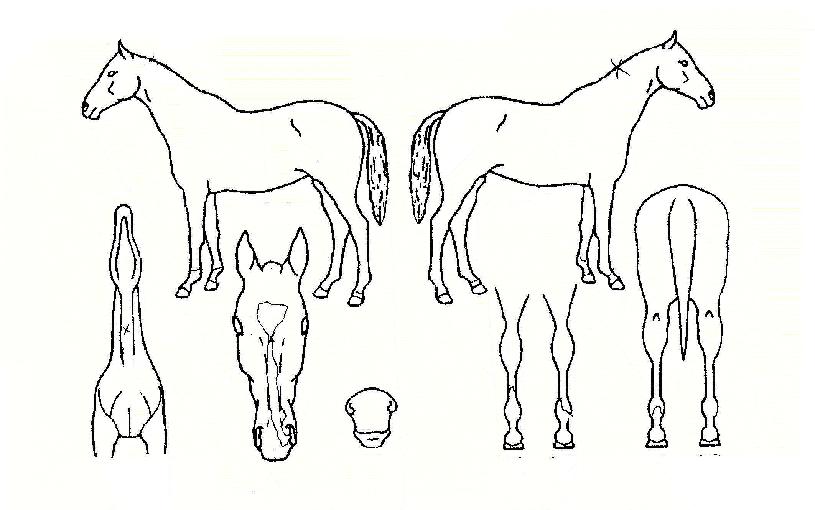 Èú¸¯½ºÀÇ Ãø¸é,¿ì¸é,µÞ¸é,µÎ»ó,´Ù¸®ÀÇ Æ¯Â¡µµÇØ