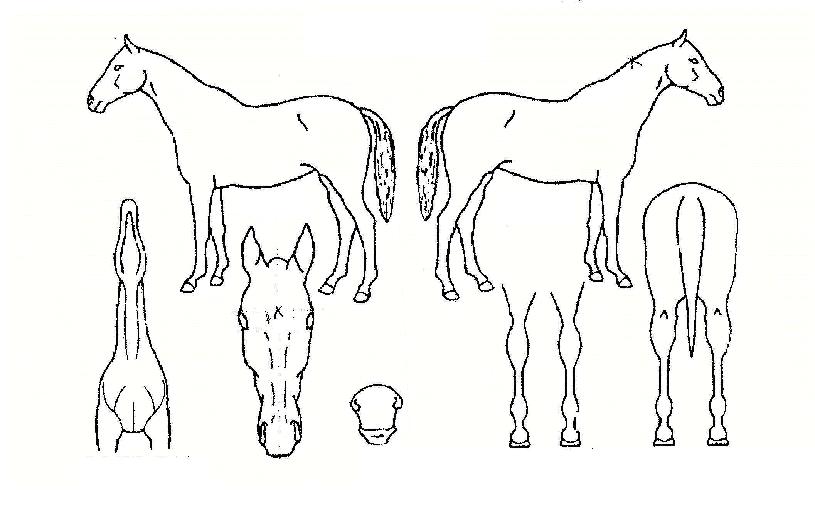 �ݳ��Ͷ��� ����,���,�޸�,�λ�,�ٸ��� Ư¡����