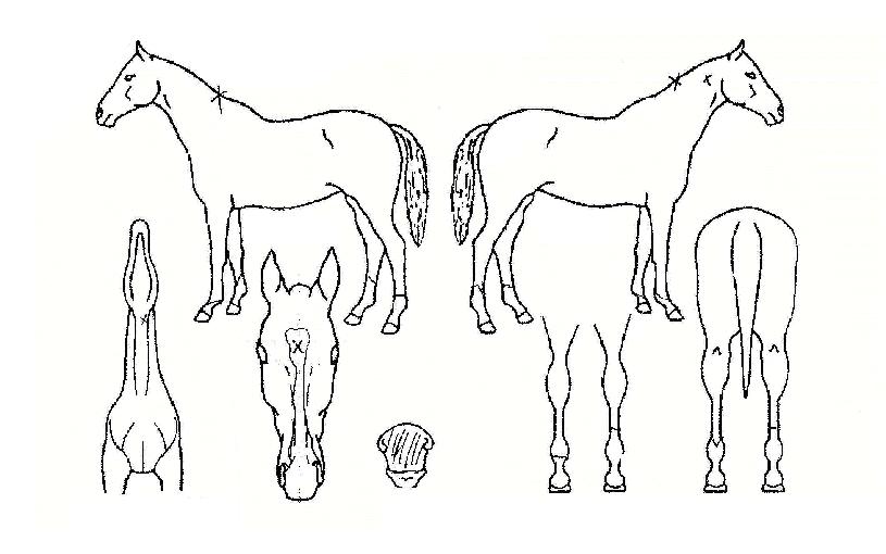 Çູ¿ôÀ½ÀÇ Ãø¸é,¿ì¸é,µÞ¸é,µÎ»ó,´Ù¸®ÀÇ Æ¯Â¡µµÇØ