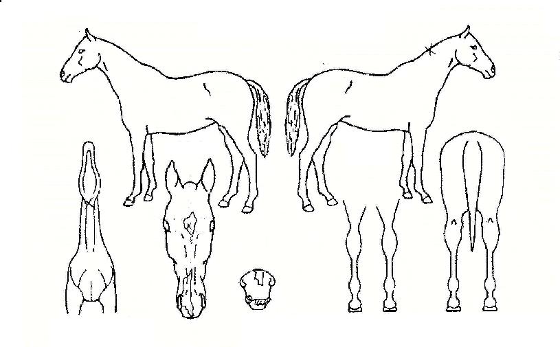 ¼¿ïÀÇÅ«º°ÀÇ Ãø¸é,¿ì¸é,µÞ¸é,µÎ»ó,´Ù¸®ÀÇ Æ¯Â¡µµÇØ