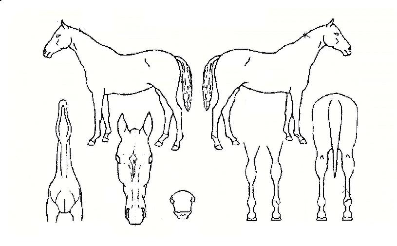 ������ ����,���,�޸�,�λ�,�ٸ��� Ư¡����