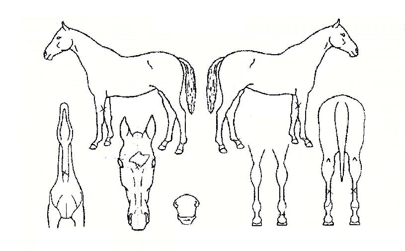 ÈæºñÈ£ÀÇ Ãø¸é,¿ì¸é,µÞ¸é,µÎ»ó,´Ù¸®ÀÇ Æ¯Â¡µµÇØ