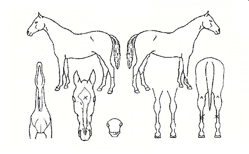 ´ëµ·È²ÀÇ Ãø¸é,¿ì¸é,µÞ¸é,µÎ»ó,´Ù¸®ÀÇ Æ¯Â¡µµÇØ