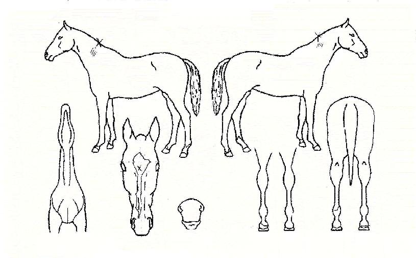 ������� ����,���,�޸�,�λ�,�ٸ��� Ư¡����