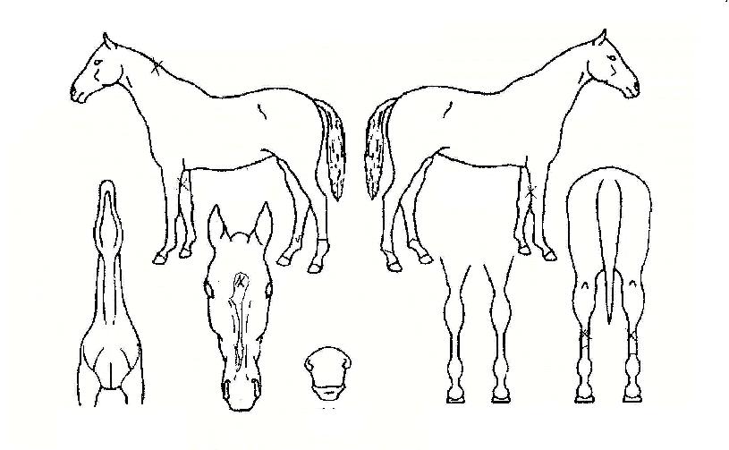 ij½ºÄÉÀ̵庣ÀÌÀÚ¸¶ÀÇ Ãø¸é,¿ì¸é,µÞ¸é,µÎ»ó,´Ù¸®ÀÇ Æ¯Â¡µµÇØ