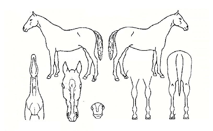 ��Ű���� ����,���,�޸�,�λ�,�ٸ��� Ư¡����